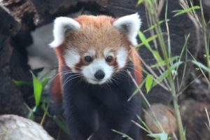 Red Panda Exhibit New Bedford MA